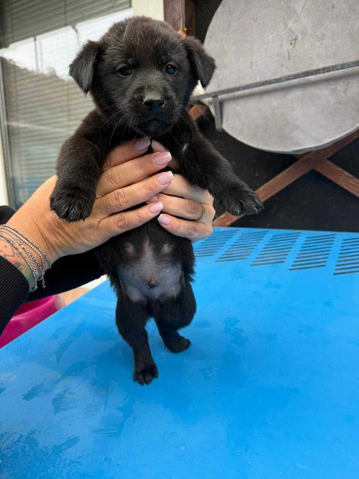 Catelusi pentru adoptie