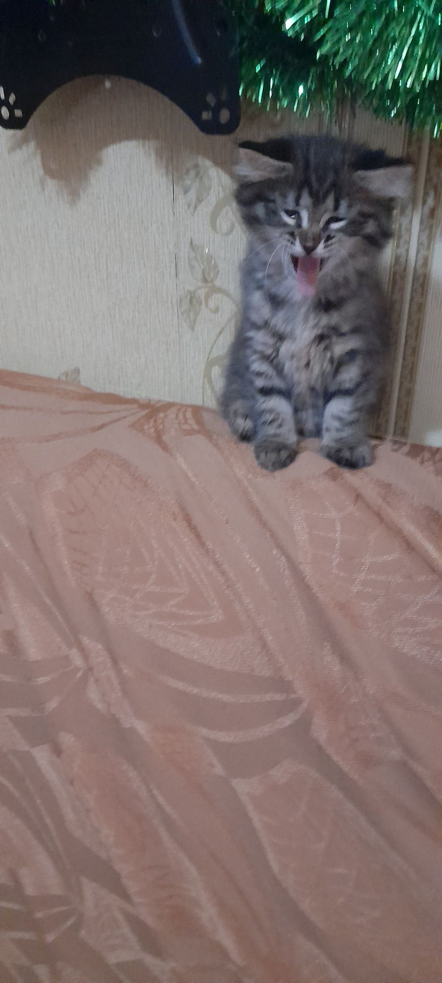 Отдам котёнка добрым  любящим животных. Людям.котенок  приуен к лотку