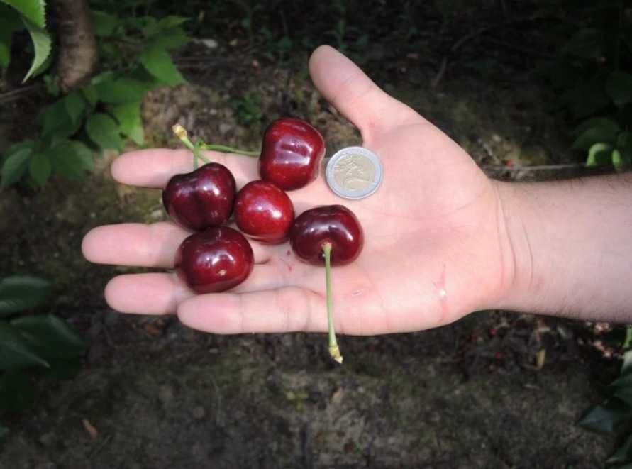 Aluni soiuri Nuci Chandler Paulownia Ciresi Meri Par Prun Mosmon Visin