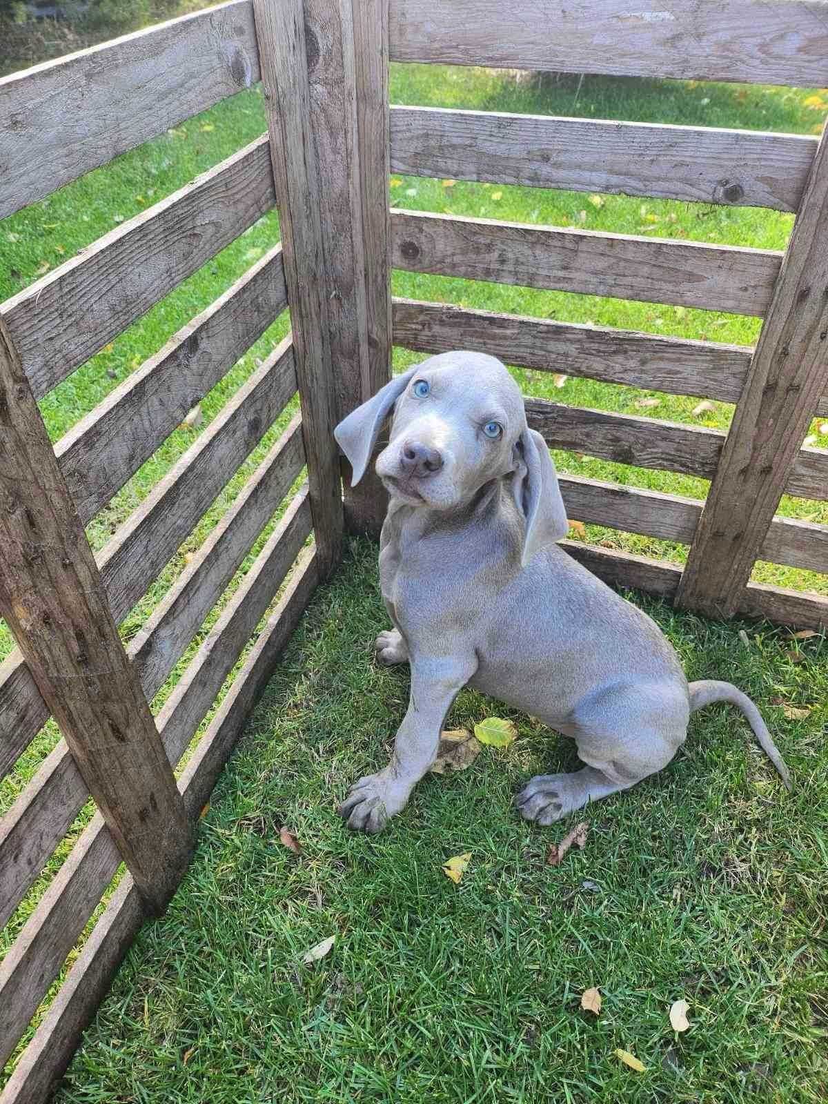 Pui rasa Weimaraner - Brac de Weimar