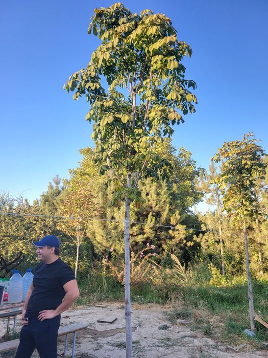 Разные декоративные растений и ёлки