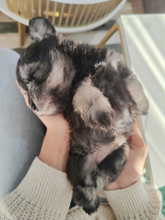 Мини шнауцер (цвергшнауцер)