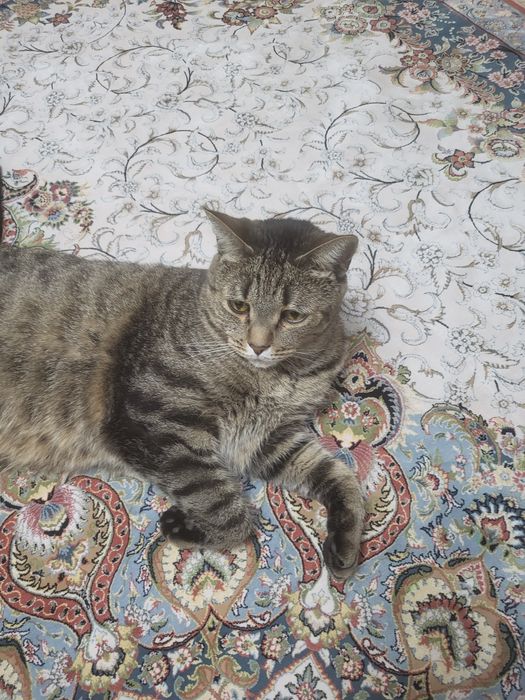 Отдам кота в хорошие руки