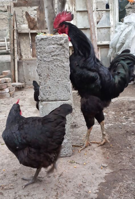 Qora shaxzoda sotiladi