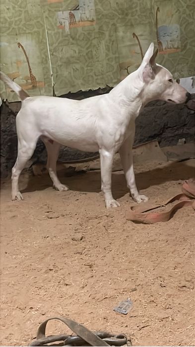 Продается питбультерьер