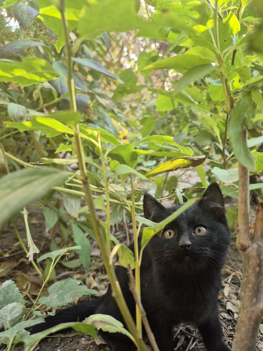 Котёнок в хорошие руки.