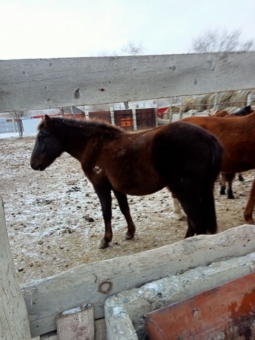 Соғымға семіз жылқылар сатылады