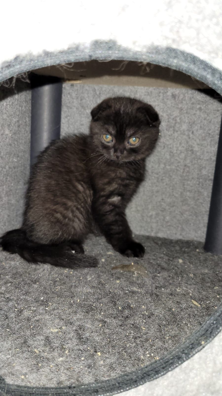 Продам котёнка девочку