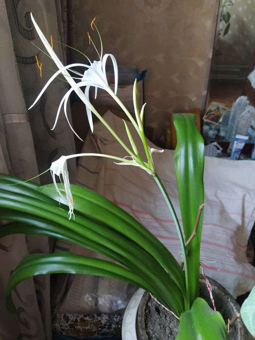 Цветок Лилия,цветуший