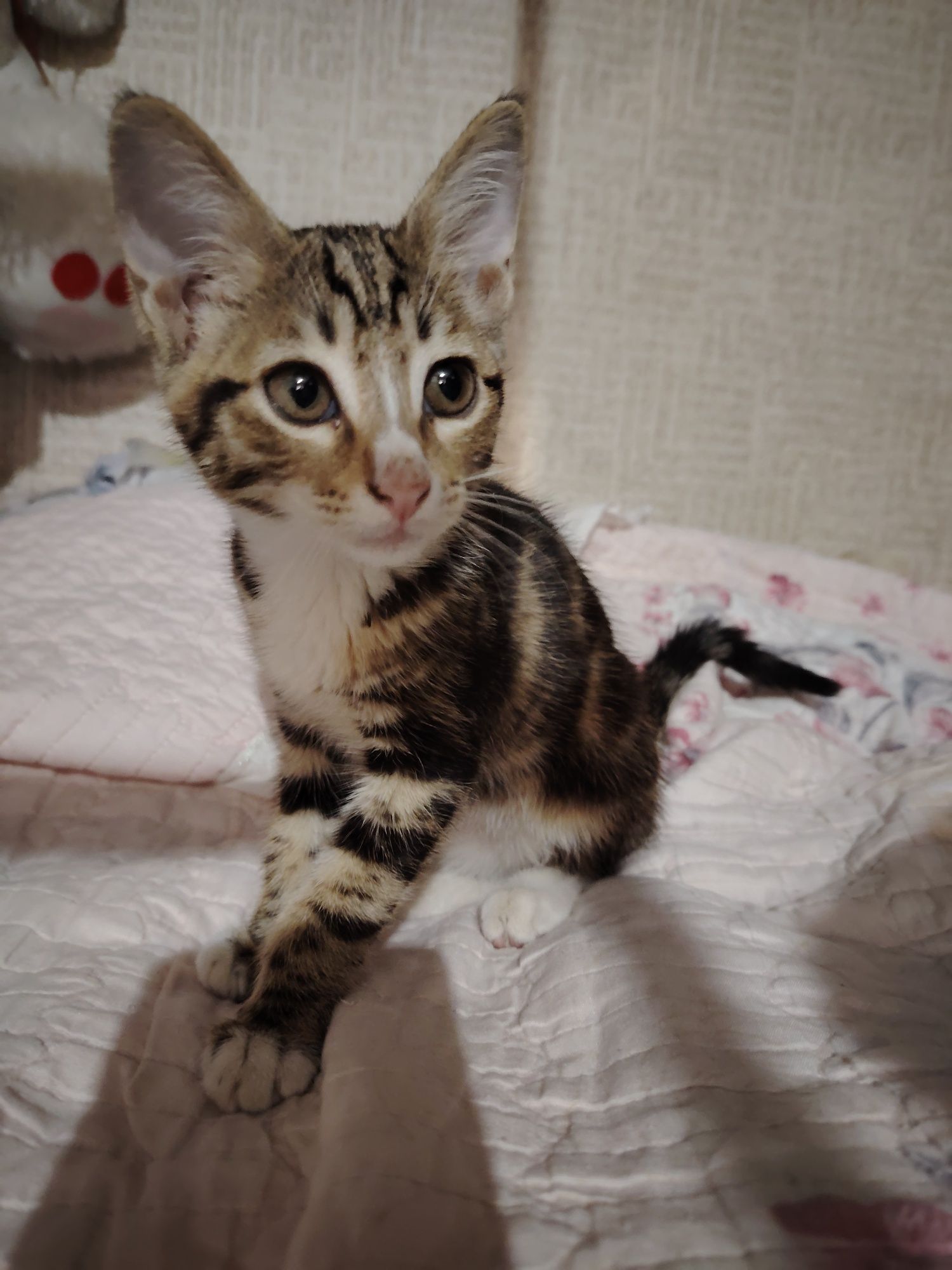 Отдам котёнка мальчик.