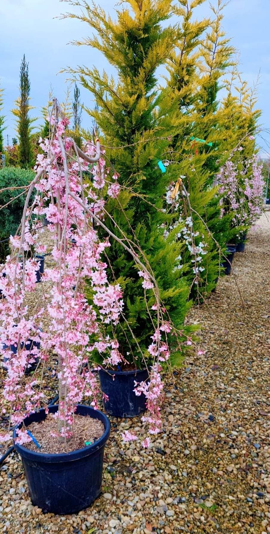 Cires japonez ( prunus serrulata kanzan ) copac cu flori roz, pendula