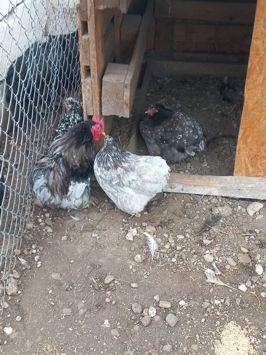 Vând cochin urias , pitic și iepuroaica UG