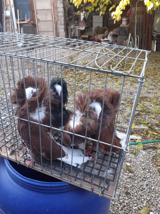 Porumbei de vânzare