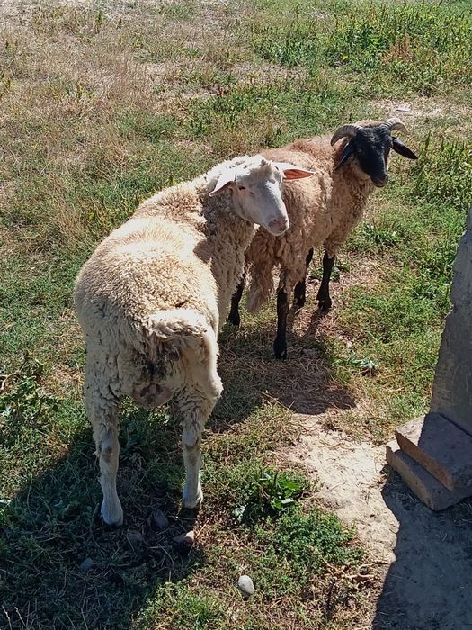 Berbec de rasa de vânzare