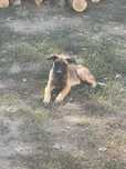 “Donatie” ciobanesc belgian malinois