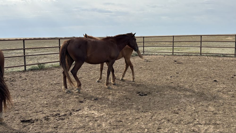 2 бас бие сатылады