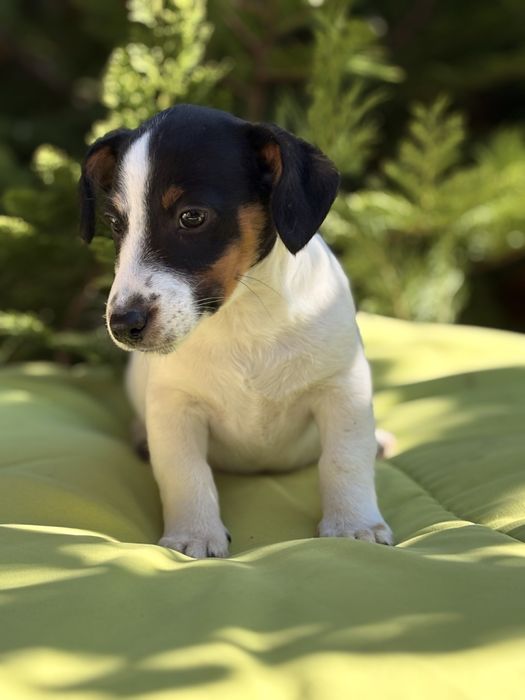 Джак Ръсел Териер