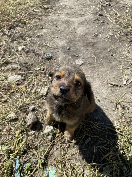 Отдаём щенков бесплатно