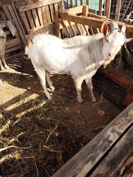 Vând țap  saanen