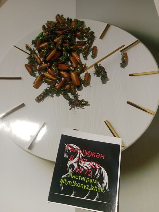 Алтын коныз Майский жук Золотой жук емдык Простотитке