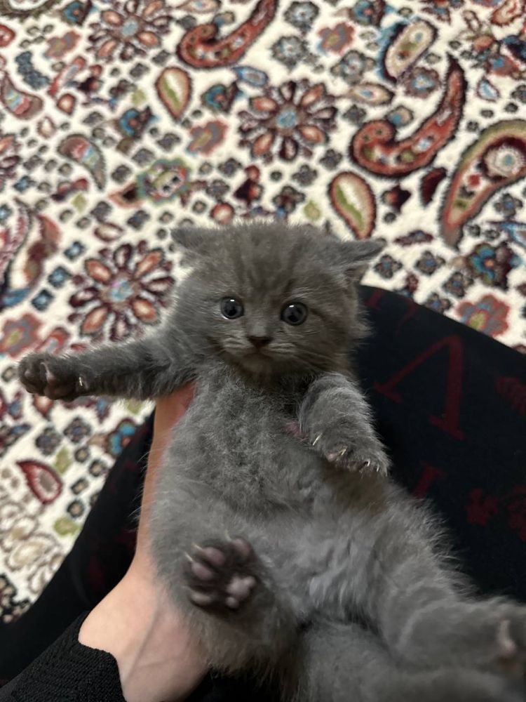 Scottish fold sotiladi