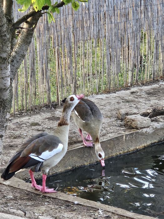 Vand sau schimb o pereche de Gâște egiptene/de nil