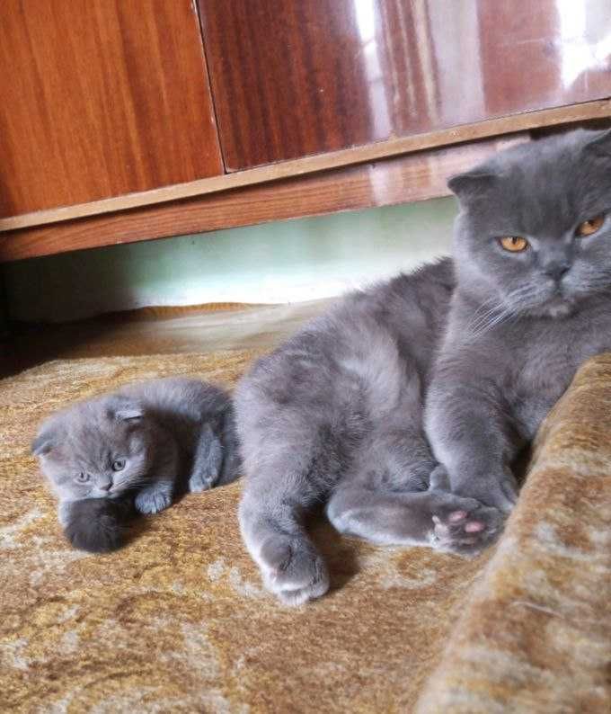 Котенок  ,шотланский веслоухий,мальчик 2-ой месяц
