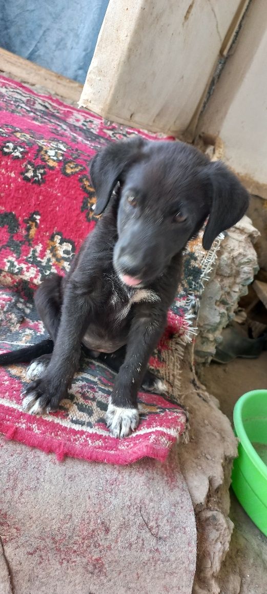 Sotiladi  labrador-retriver 2 oylik qiz kuchuk