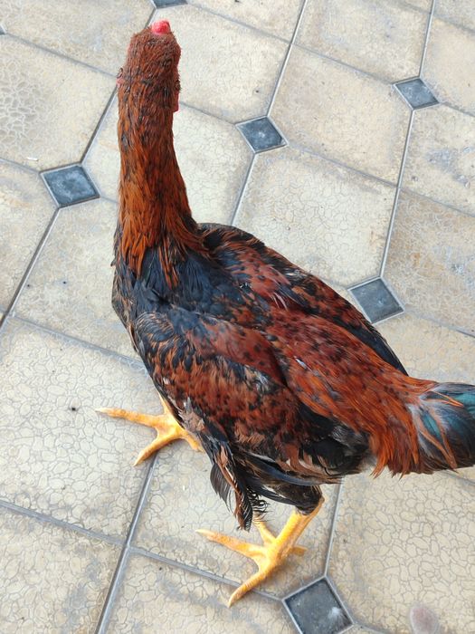 Dakan xo‘roz Yosh endi qichqrishi boshlavoti