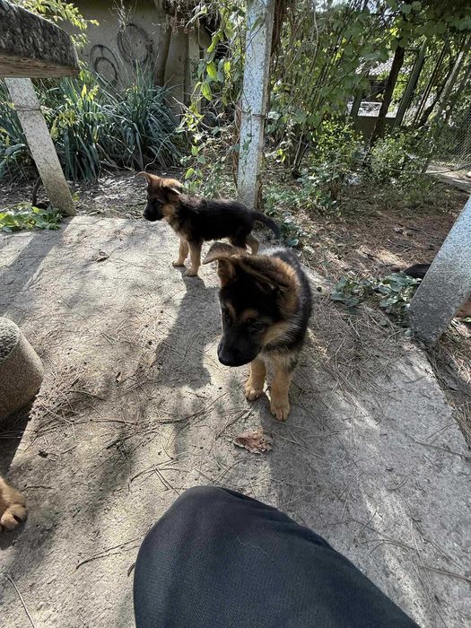 * Немски овчарки *