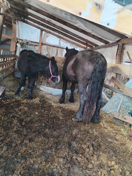 De vânzare iapa cu manz