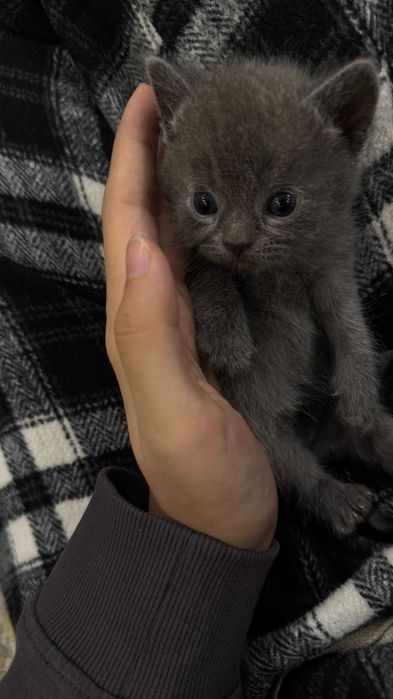 British shorthair