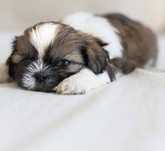 Shih-tzu talie mica