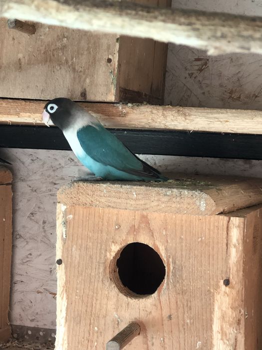 Papagali agapornis pui si maturi