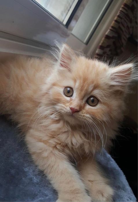 Siberiana de padure mascul