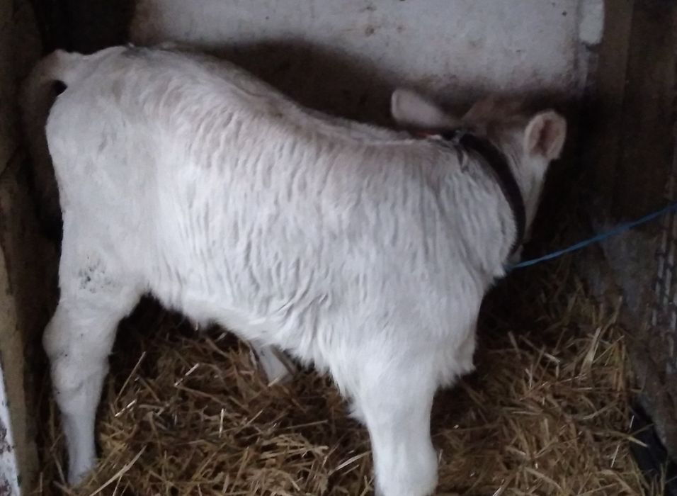 Vițea rasa Charolais de Vînzare