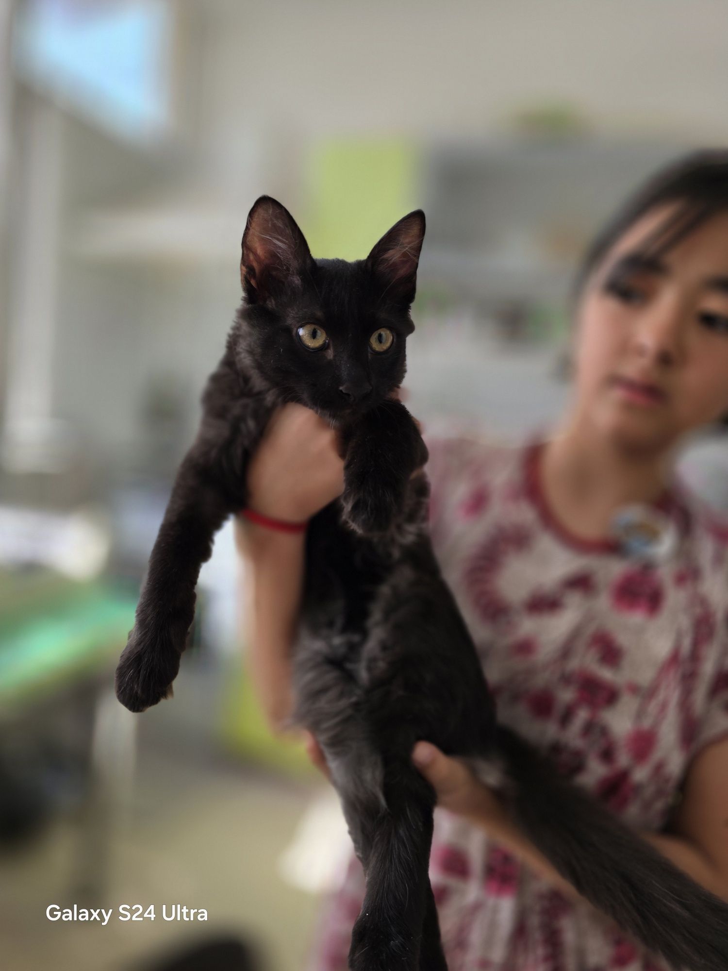Отдам в добрые руки котёнок мальчик