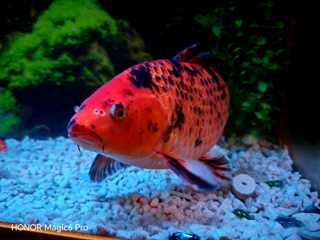 Koi gold auriu cu rosu si negru 38-40cm