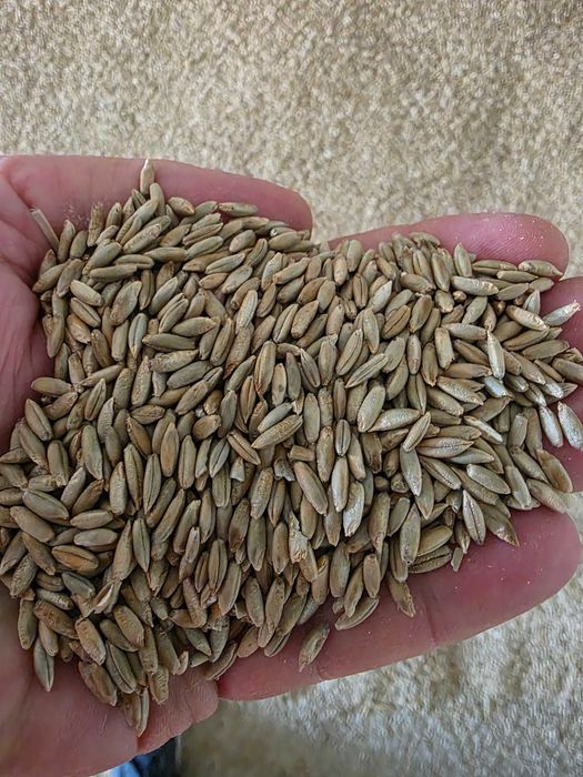 Secara panificatie ,ovaz negru , calitatea I !