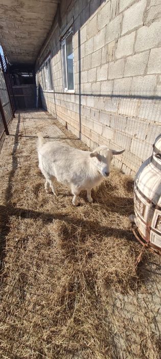 Продам козы хорошие