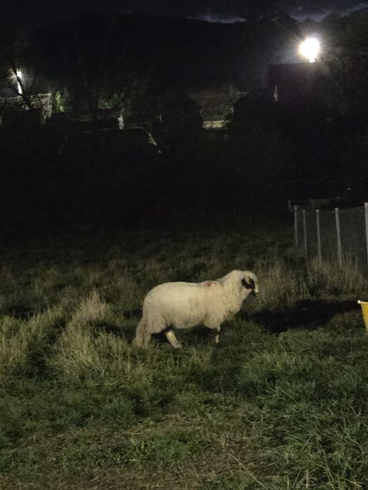 Mieii berbecuți disponibili