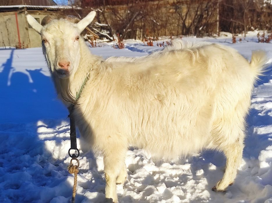 Продам козу Зааненской породы