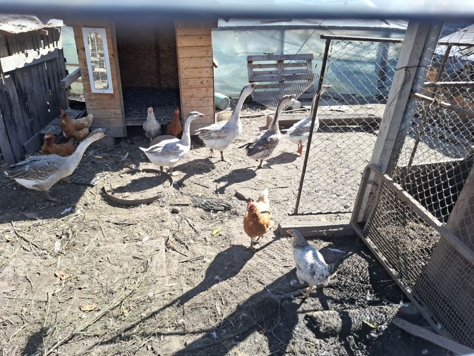 Gasca si rate de vanzare