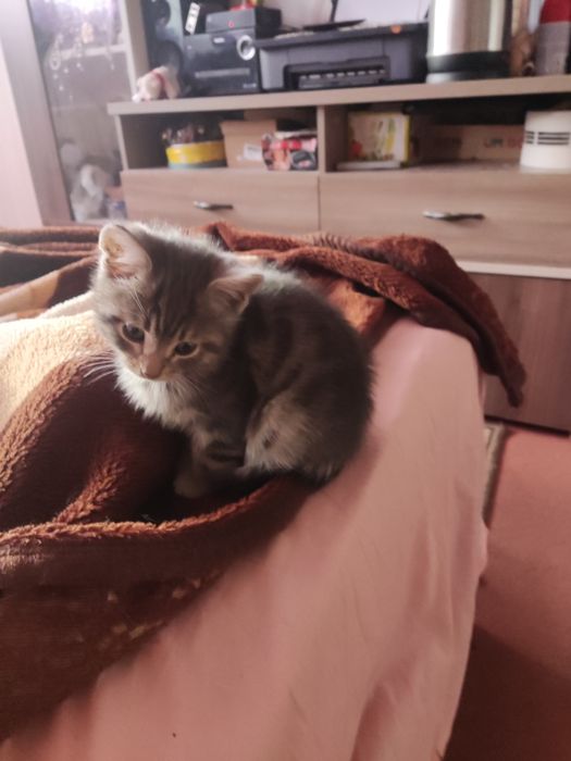 Подарявам котенца