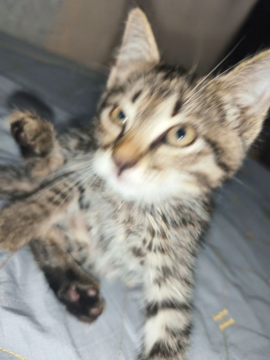 Милый котенок мальчик ищет дом..