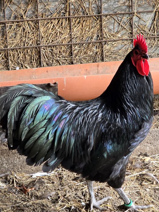 Australorp negru