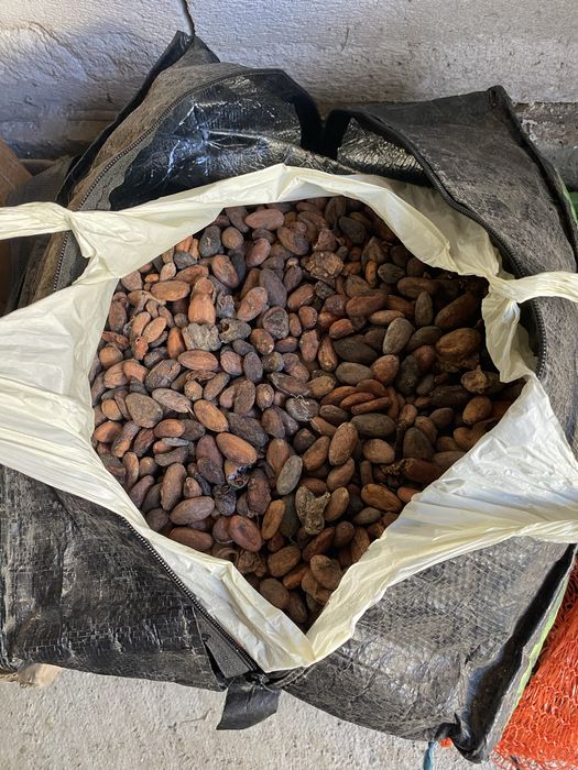 Boabe de cacao din nigeria