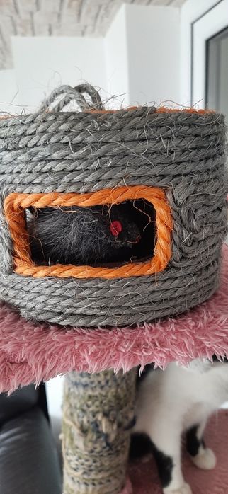 Jucărie pentru pisici