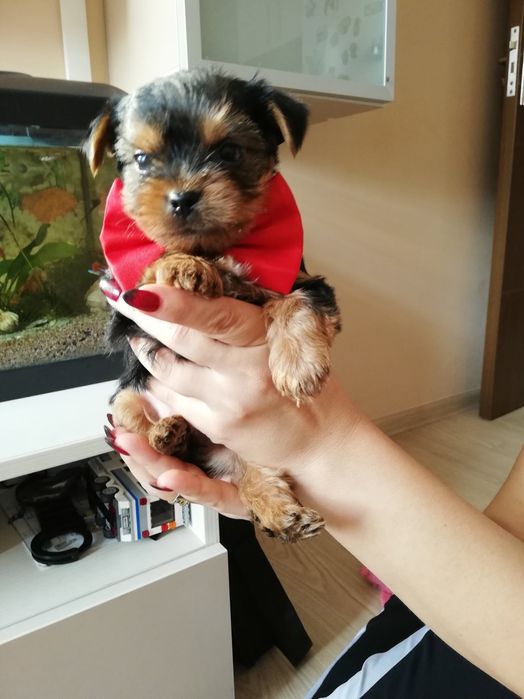 Yorkshire terrier mini toy