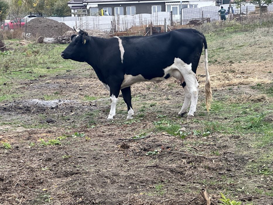 Vand vaca……………..